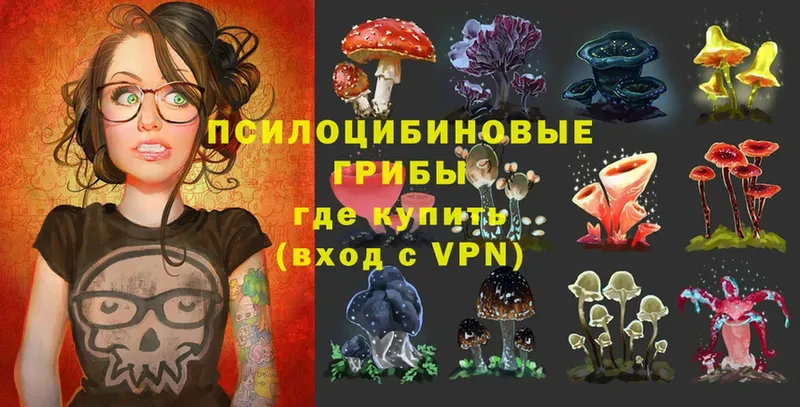 Галлюциногенные грибы Psilocybe Венёв